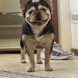 Scottie - French Bulldog