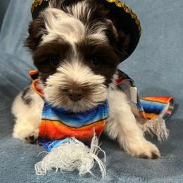 Dotson - Chocolate, tan and white male Yorkshire Terrier puppy in Parkersburg, West Virginia from Chocolate Diamonds in the RUFF