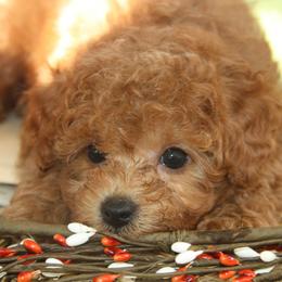 Australian Shepherd, Goldendoodle, and Poodle Puppies from 5AFarms