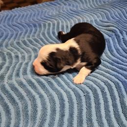 Huey - Black & white male Toy Australian Shepherd puppy in Ocala, Florida from Crazy Aussie Chaos