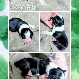 Australian Shepherd and Great Dane Puppies from AEW Farm
