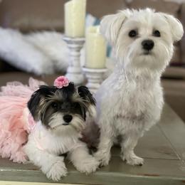 Biewer Terriers and Companion Crosses from Rose Garden Angels