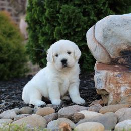 Golden Retriever Puppies from Majestic Mountain Goldens
