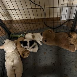 Havanese puppies from Havanese of Claverack and Hudson Valley Labradors