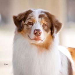 Ranger - Australian Shepherd