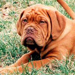 Dogues de Bordeaux from HOT DIGGITY DDB