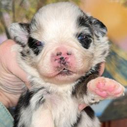 Owen - Blue merle male Miniature Australian Shepherd puppy in Patterson, North Carolina from DreamLine Aussies
