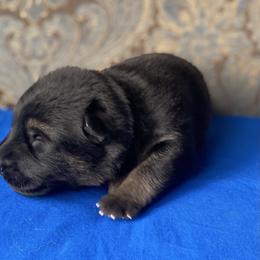 Blue collar boy - Black and red male German Shepherd puppy in Coleta, Illinois from Four Leaf Farm- Vom Vierblättriges Bauernhof