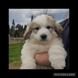 CLANCEY- black collar - White and badger male Great Pyrenees puppy in Mikado, Michigan from Brittain Family Farm