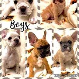 French Bulldog Puppies from Lola’s Frenchies