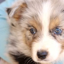 Muffin - Blue merle Australian Shepherd puppy in Hurricane, Utah from Coral Sun Aussies