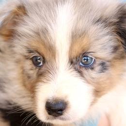 Muffin - Blue merle Australian Shepherd puppy in Hurricane, Utah from Coral Sun Aussies