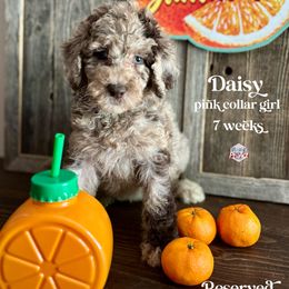 Daisy - Merle female Labradoodle puppy in Paw Paw, Michigan from ProAct Canines