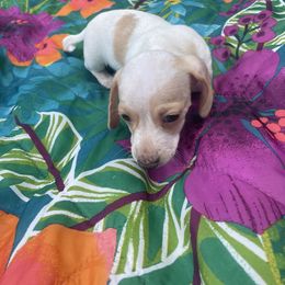 Dachshund Puppies from Harvin’s Weenie Gang