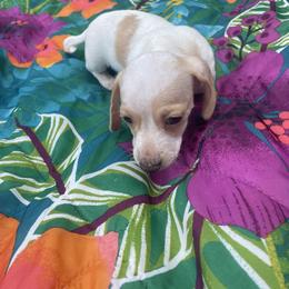 Dachshund Puppies from Harvin’s Weenie Gang