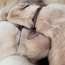 Golden Retriever Puppies from HighRoller Golden Retrievers