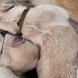 Golden Retriever Puppies from HighRoller Golden Retrievers