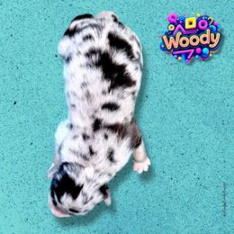 WOODY - Blue Merle Male - Blue merle male Australian Shepherd puppy in Gainesville, Texas from Lady Luck Aussies