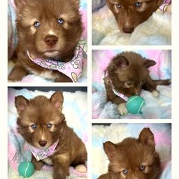 Bloom - Red and white female Siberian Husky puppy in Florence, Kentucky from Moonlight Howl Huskies