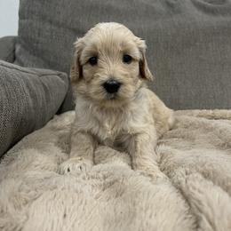 Onyx - Light golden male Golden Retriever puppy in North Highlands, California from The Purrfectpups