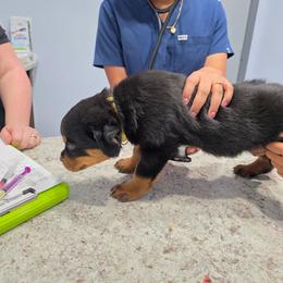 Female 6 - Black and mahogany female Rottweiler puppy in Humble, Texas from Inexorable Haus Early Rotts