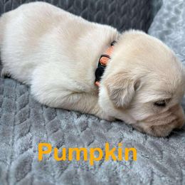 Pumpkin - Yellow female Labrador Retriever puppy in Noxon, California from Blockhead Blessings