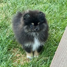 Girl 2 black tan beauty - Black and tan female Pomeranian puppy in Bourbonnais, Illinois from T & D Poms