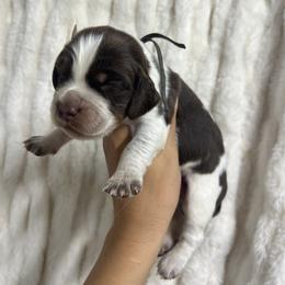 Gray boy - Tri-Roan male English Springer Spaniel puppy in Fairfield, California from Goldridge Springers