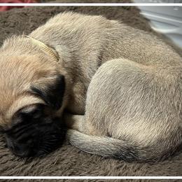 White - Fawn female Anatolian Shepherd Dog puppy in Clark, Wyoming from Fyne Acres
