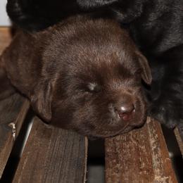 Calvin - Chocolate male Labrador Retriever puppy in Camden, Indiana from Prebleridge Acres