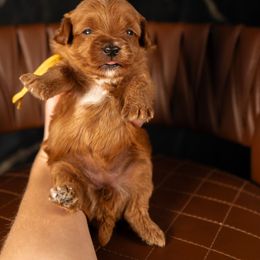 Bernedoodle, Cavapoo, Goldendoodle, and Poodle Puppies from Wasatch Pup