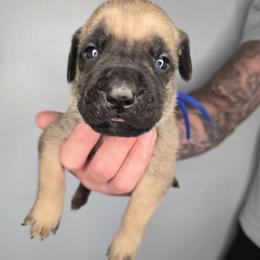Gideon - Fawn male Cane Corso puppy in Elkhart, Indiana from Martins Almighty Cane Corsos