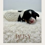 Daisy - Tri-color female Cavachon puppy in Awendaw, South Carolina from LierChonPoo