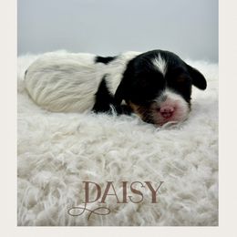 Daisy - Tri-color female Cavachon puppy in Awendaw, South Carolina from LierChonPoo