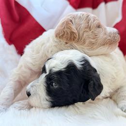 Butterscotch - Parti male Poodle puppy in Somerset, Kentucky from Hilltop Doodles KY LLC