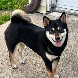 Misaki - Shiba Inu