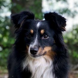 Raelynn - Miniature Australian Shepherd