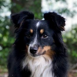 Raelynn - Miniature Australian Shepherd