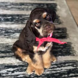 Cocker Spaniel All Grown Up from Southern Country Cockers