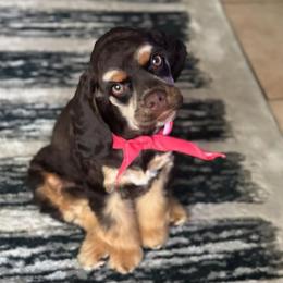Cocker Spaniel All Grown Up from Southern Country Cockers