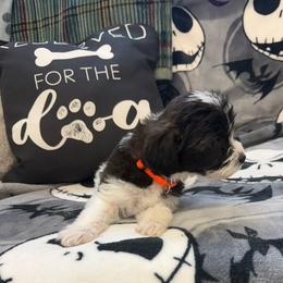 Jasper - Tri-color male Yorkipoo puppy in Walla Walla, Washington from Linda Sherman