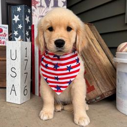 Purple Girl - Golden female Golden Retriever puppy in Silver Lake, Indiana from Seven Hills Goldens