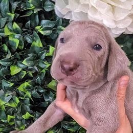 Boy 1 - Silver gray Weimaraner puppy in Jupiter, Florida from Khepri Weimaraners
