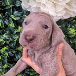 Boy 1 - Silver gray Weimaraner puppy in Jupiter, Florida from Khepri Weimaraners