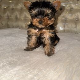 Toy Treause la boo-boo - Black and gold male Yorkshire Terrier puppy in Hesperia, California from Toy Treasure Yorkies