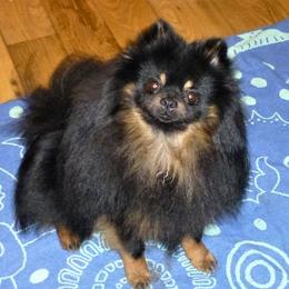 Boy 1 - male Pomeranian puppy in Turnersville, New Jersey from MK Exquisite Poms