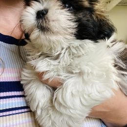 Shih Tzu Puppies from Tiny Bubbles Shih Tzus