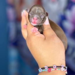 AKC Kisses - Liver and white female Shih Tzu puppy in Roseville, Michigan from Diamond Paws LLC