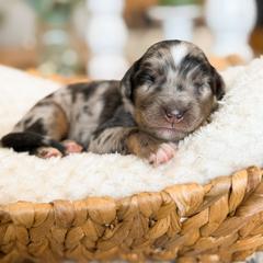 Luke - male Australian Mountain Doodle puppy in Pittsburgh, Pennsylvania from WestPenn Doodles LLC