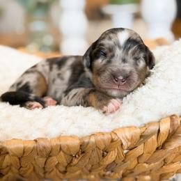 Luke - male Australian Mountain Doodle puppy in Pittsburgh, Pennsylvania from WestPenn Doodles LLC